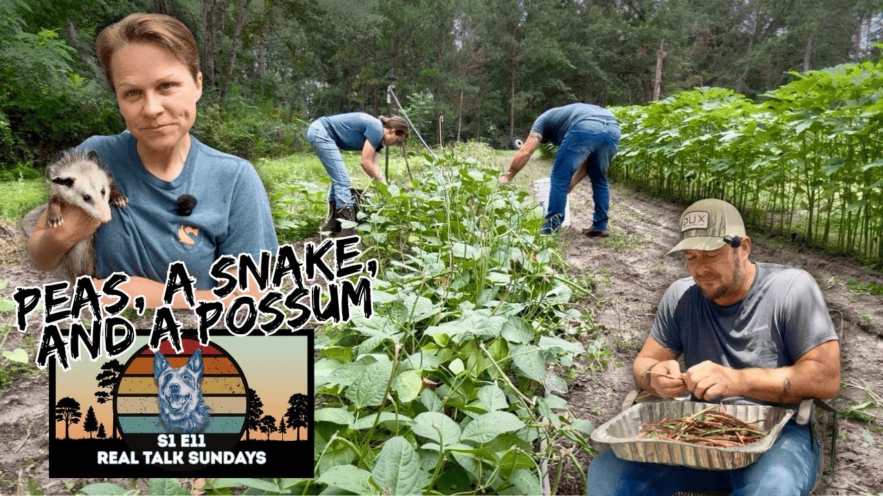 REAL TALK SUNDAYS S1 E11| Pea Harvest, Snake in the Coop & Possum Rehab