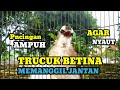 trucukan betina memanggil jantan Agar nyaut jadikan burung trucuk GACOR seketika dengan pancingan