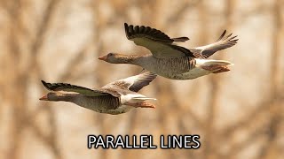 Lesson 3 - Parallel Lines