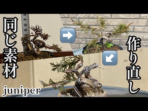 Remaking Juniper's mini bonsai. small. When is the time to replant