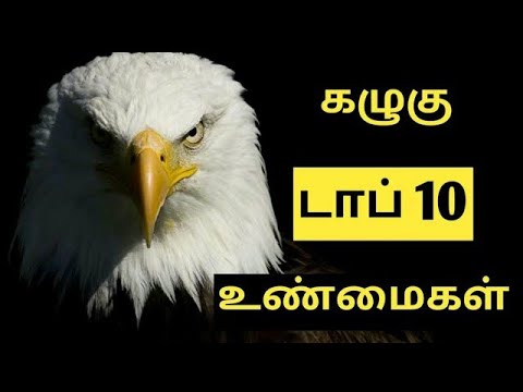 Top 10 Facts About Eagles | கழுகு பற்றிய 10 கெத்தான தகவல்கள்.