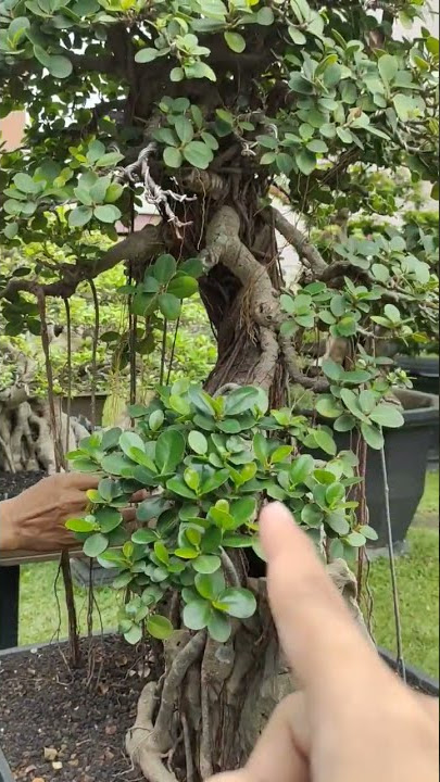 BONSAI BERINGIN DOLLAR 🔥#bonsai #bonsaiindonesia #bonsaipalembang  #bonsaiberingindolar #palembang