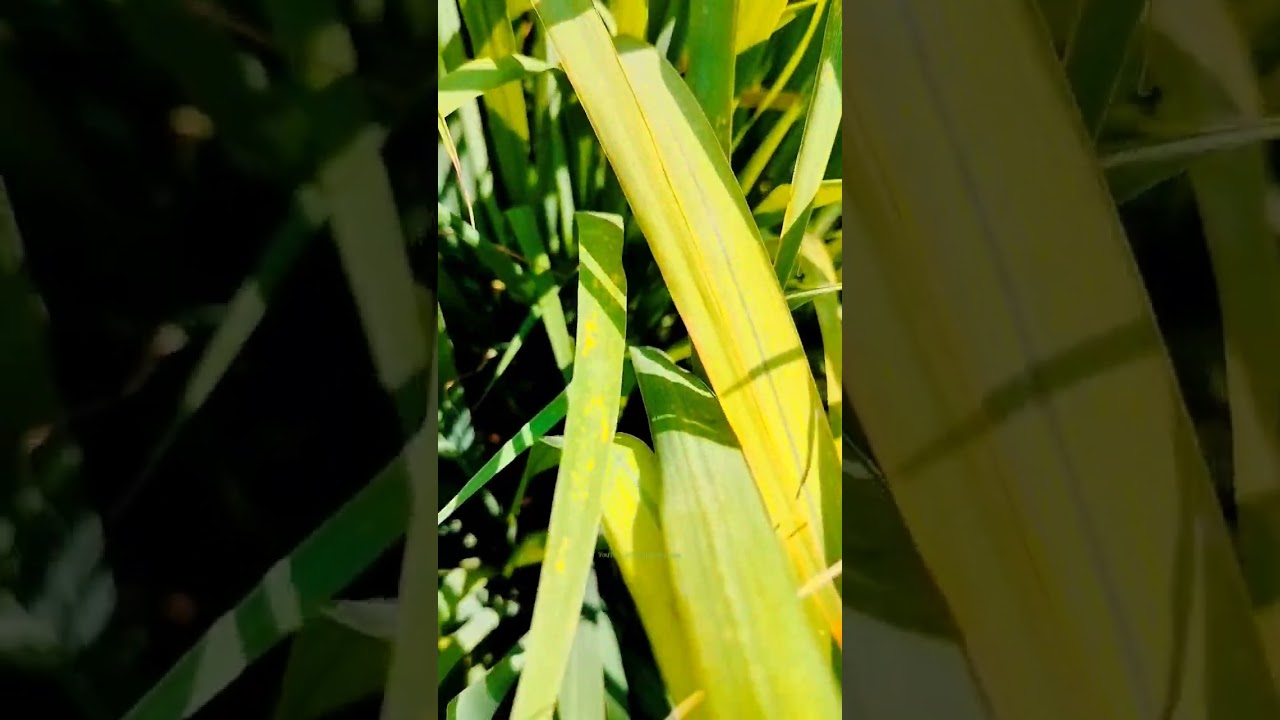 Ashy Prinia🐦Nest || 