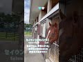 隣りあう美形たち。【ラニLani/セイウンコウセイSeiun Kosei】