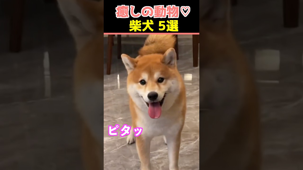 【癒しの柴犬】SNSでバズった動物かわいい犬動画５選！【Healing Shiba Inu】5 Cute Dog Videos That Went Viral on Social Media!