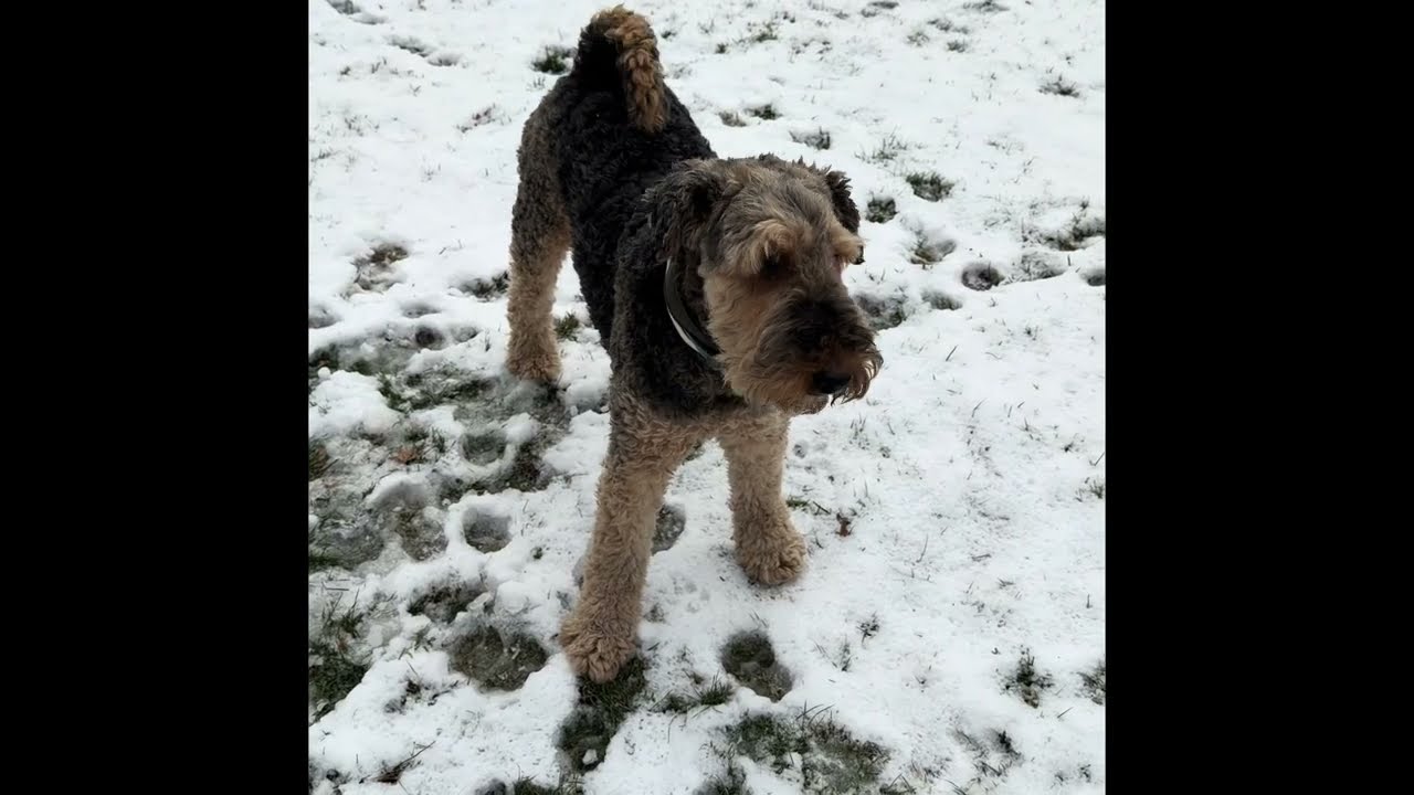 Portal to Infinite Earths (Krypto and Ace teaser)