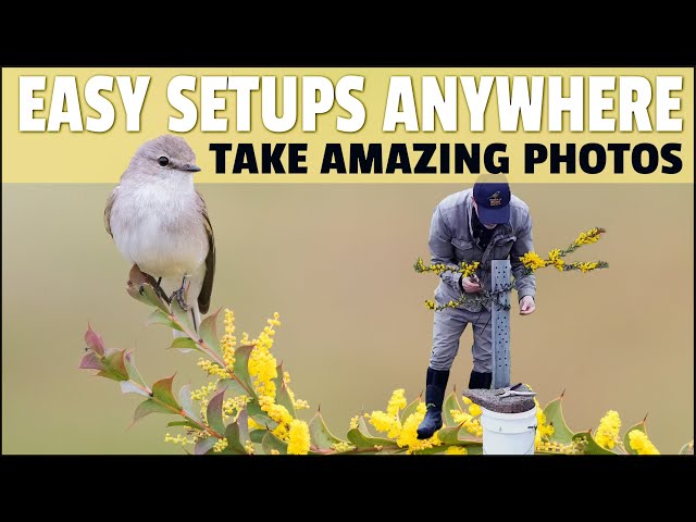 How to Build Setups to Take Fantastic Bird Photos - Step by Step Guide Showing Exactly How I Do It class=