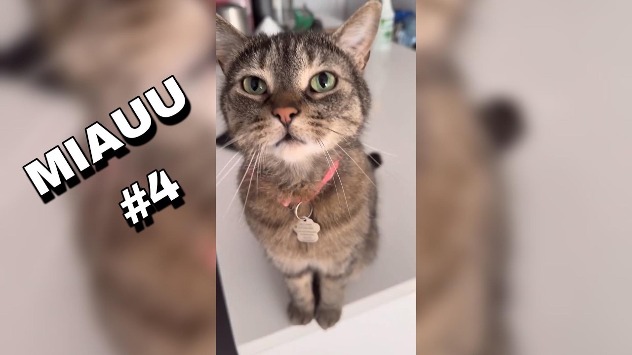 SI RIES O TE DA TERNURA PIERDES - DIFICIL GANAR (99,9% FALLA) - VIDEO DE GATOS 4