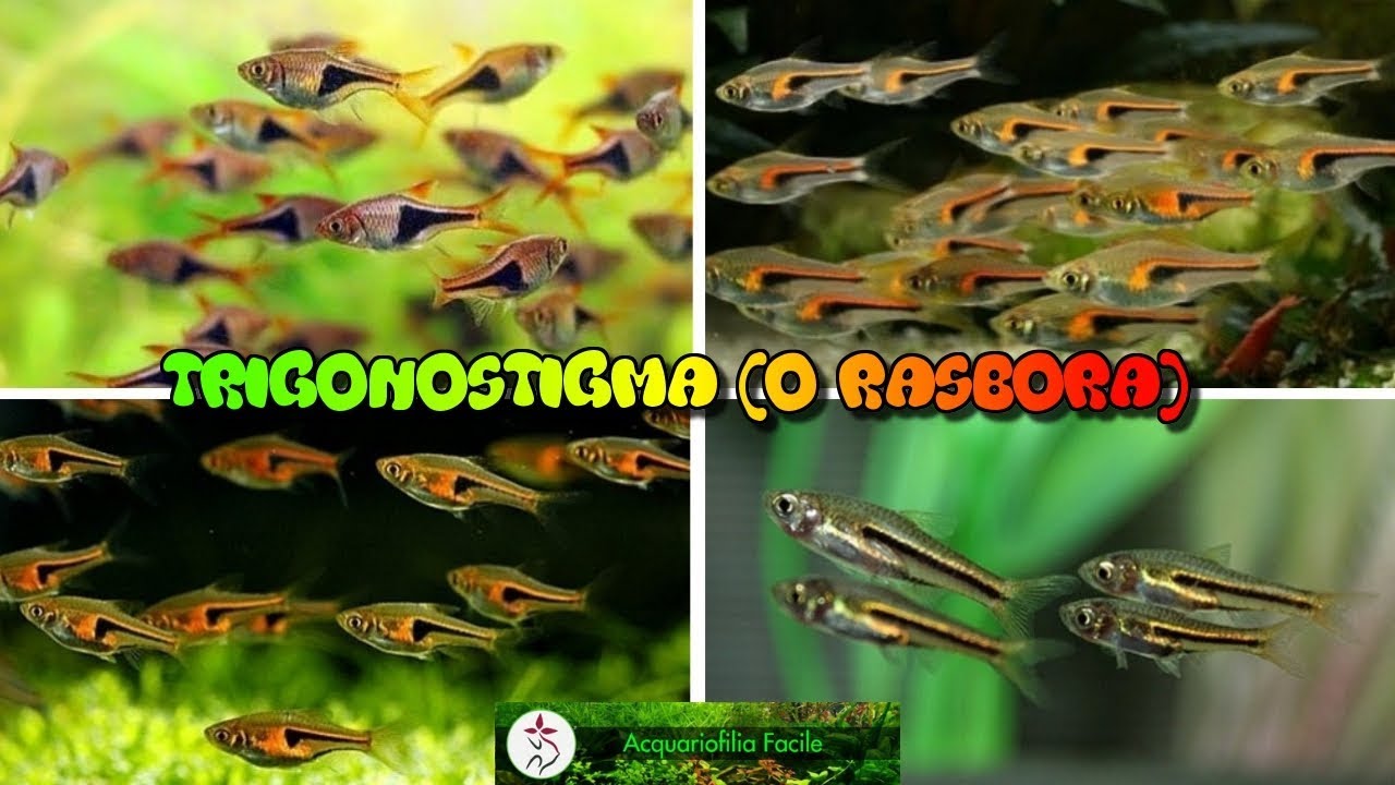 Trigonostigma (o Rasbora)