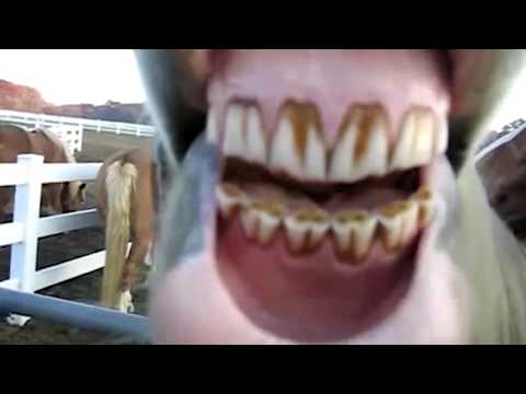 horses-laughing