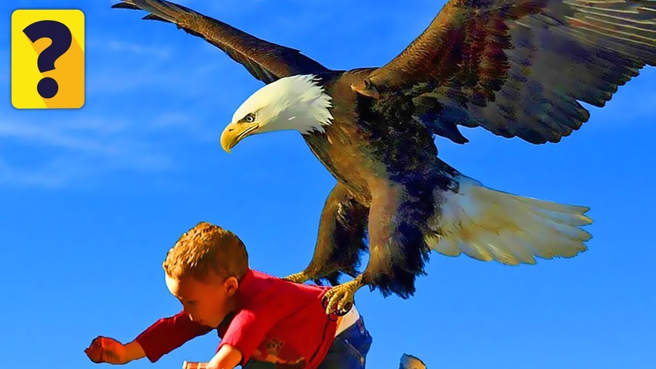 Featured image of post Fotos De Aguias / Explora las mejores imágenes y fotos de águilas gratis en hd.