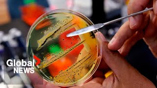 Canadian salmonella outbreak linked to raw pet food