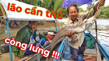 Câu cá ngát  sông nước không chảy trúng cá ngát khủng đi đúng ngày  cá vẩn ăn  |Bùi Hiển Ba Vát |