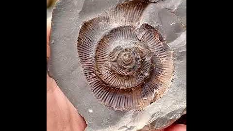 Here’s a Jurassic stone