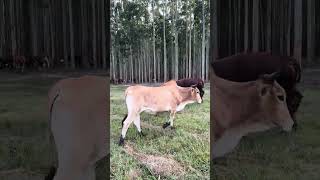 Nhlayibomvu Madoda Duna Lami Tho Msayoni Indoda Ebekezelayo