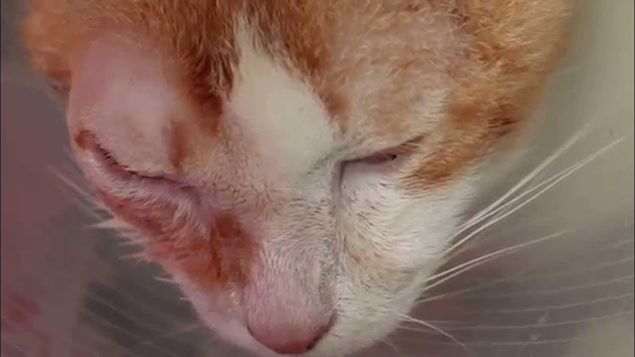 an-old-cat-has-a-right-facial-swelling-with-pus-oozing-out-of-a-hole