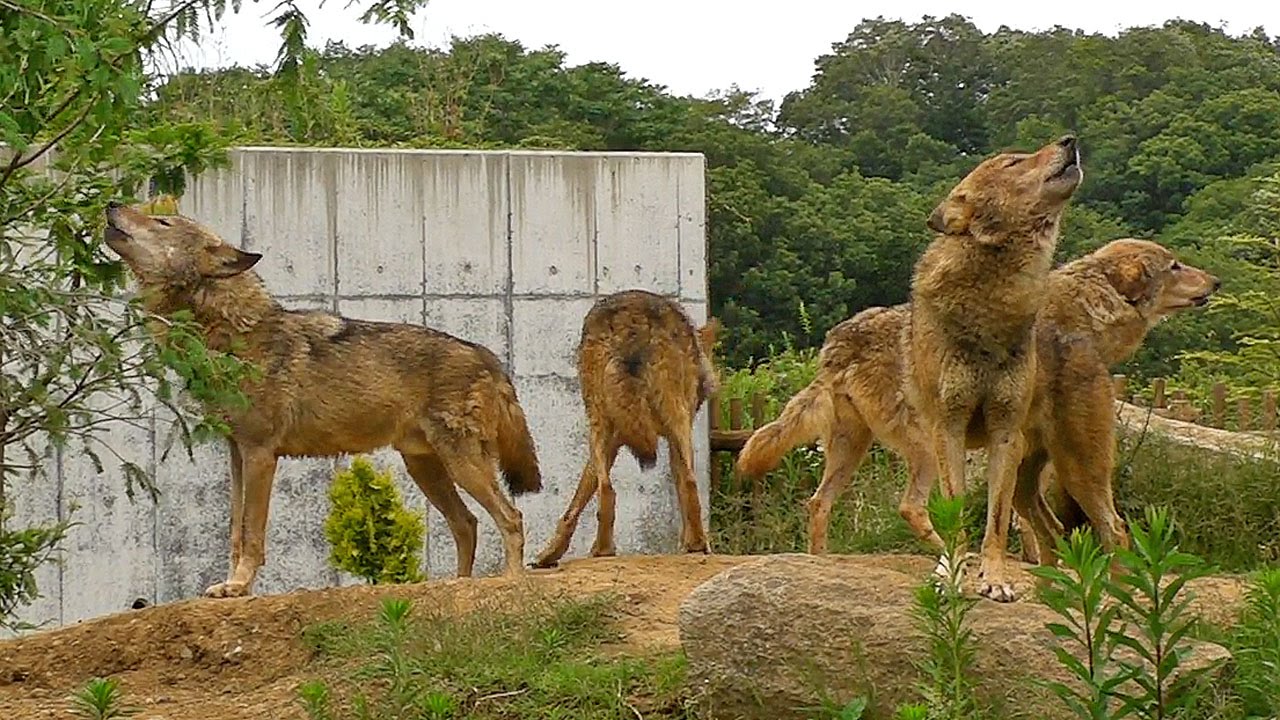 シュタイフ 魅惑の森 オオカミ - ぬいぐるみ卸売 通販