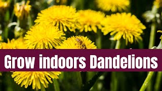😲 Indoor Dandelion Gardening: Easy Tips for Success!