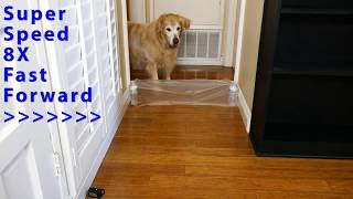 Dog Obstacle Course Challenge - Level 6 - Glad Cling Wrap Saran Wrap - Gentle Den Retriever