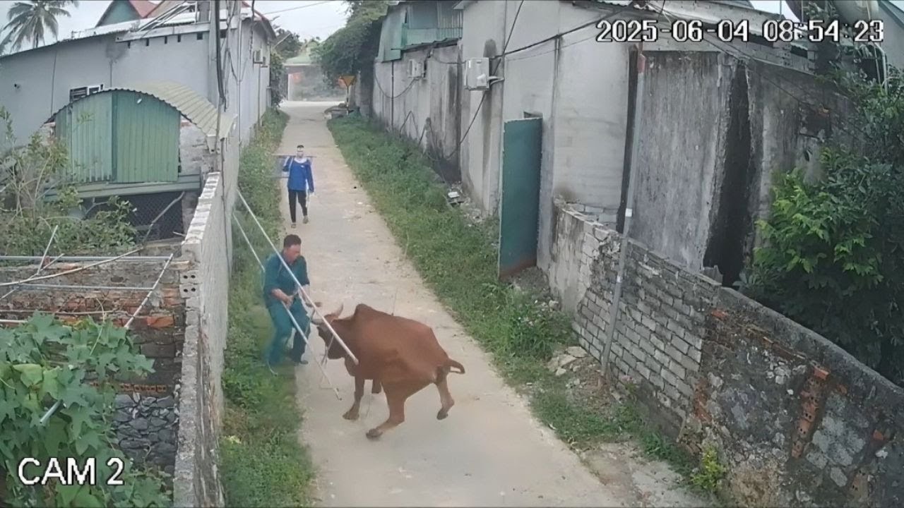 Crazy funny fails! 🤣 🐂 Mad cow gores people & shocking fall | #8