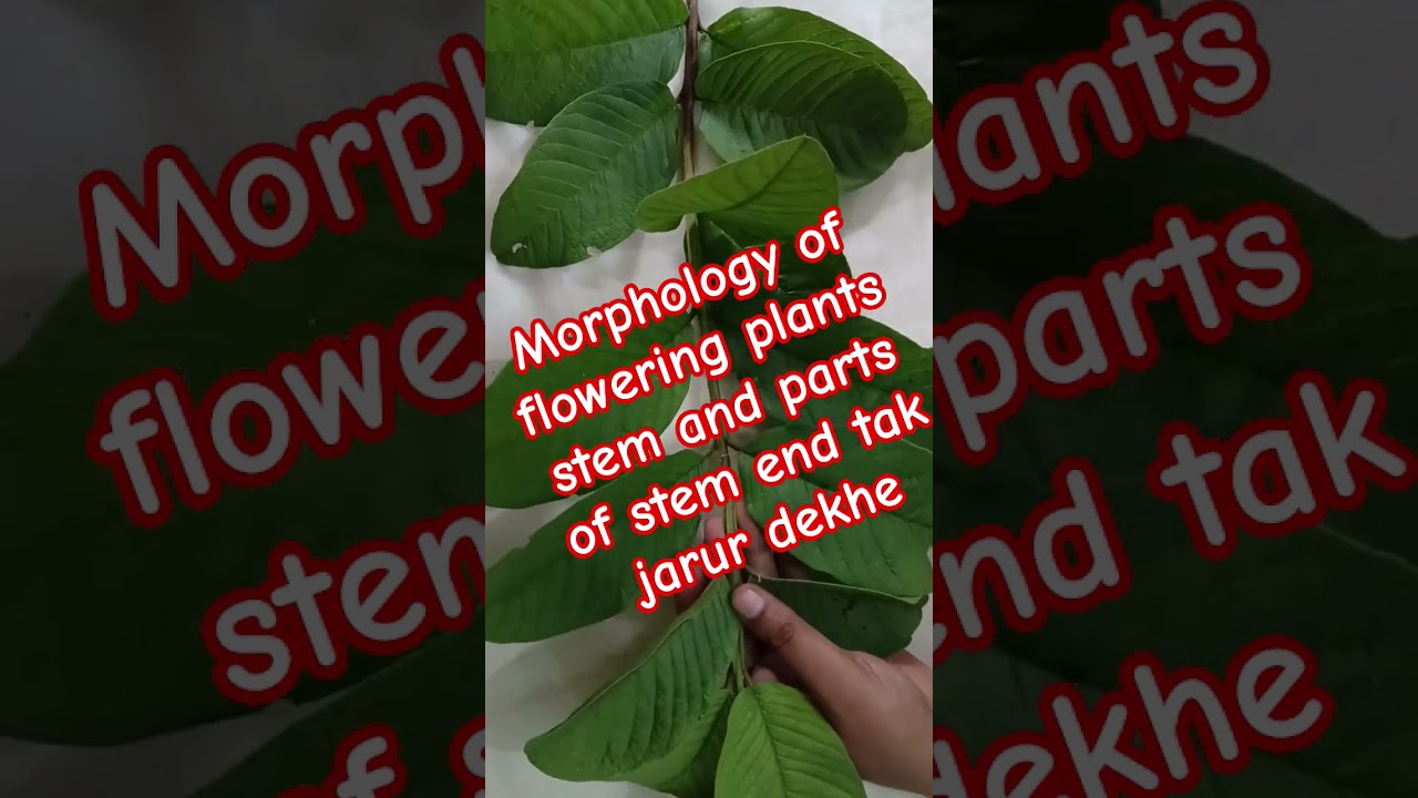 morphology of flowering plants stem & types of stem 