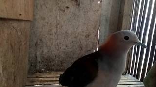 Waoo..... Suara Burung Merpati Ini Bikin Kaget Semua Orang