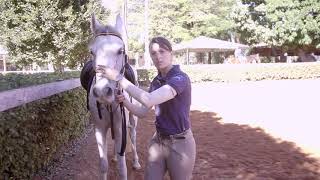 Equestrian Lesson - Horses That Raise Their Heads