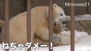 Polar Bears 