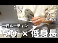 超小型フクロウと低身長男性のリアルな一日ルーティン