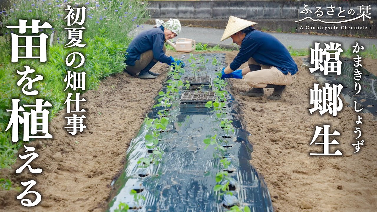 [Ранние летние сельскохозяйственные работы] Посадка соевых саженцев | 152