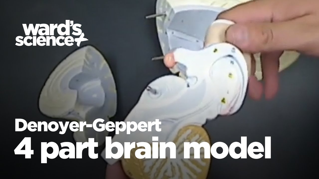 DG 4 Part Giant Brain Model