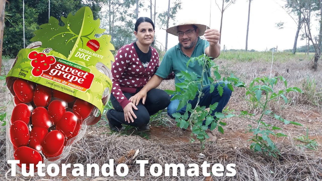 Como fazer Tutoramento de Tomates + amarrando fitilho + Roça + Sitio + Chácara São José
