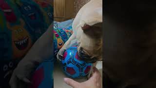 II: Sudo finally got his ball 🎉🐶Now he's stressed because the ball is too big to fit in his mouth 😂😅