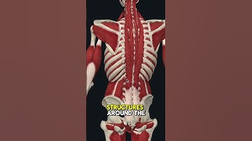 Spinal compression vs decompression: which one is right for you? Watch this video to find out!