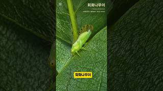 회화나무이 #나무의사윤준원 #나무의사실기 #국가유산수리기술자 #insects