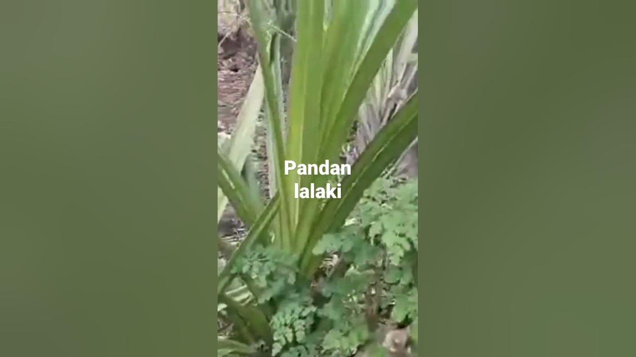 the figure of pandan lalaki cure for U.T.I use as herval tea YouTube