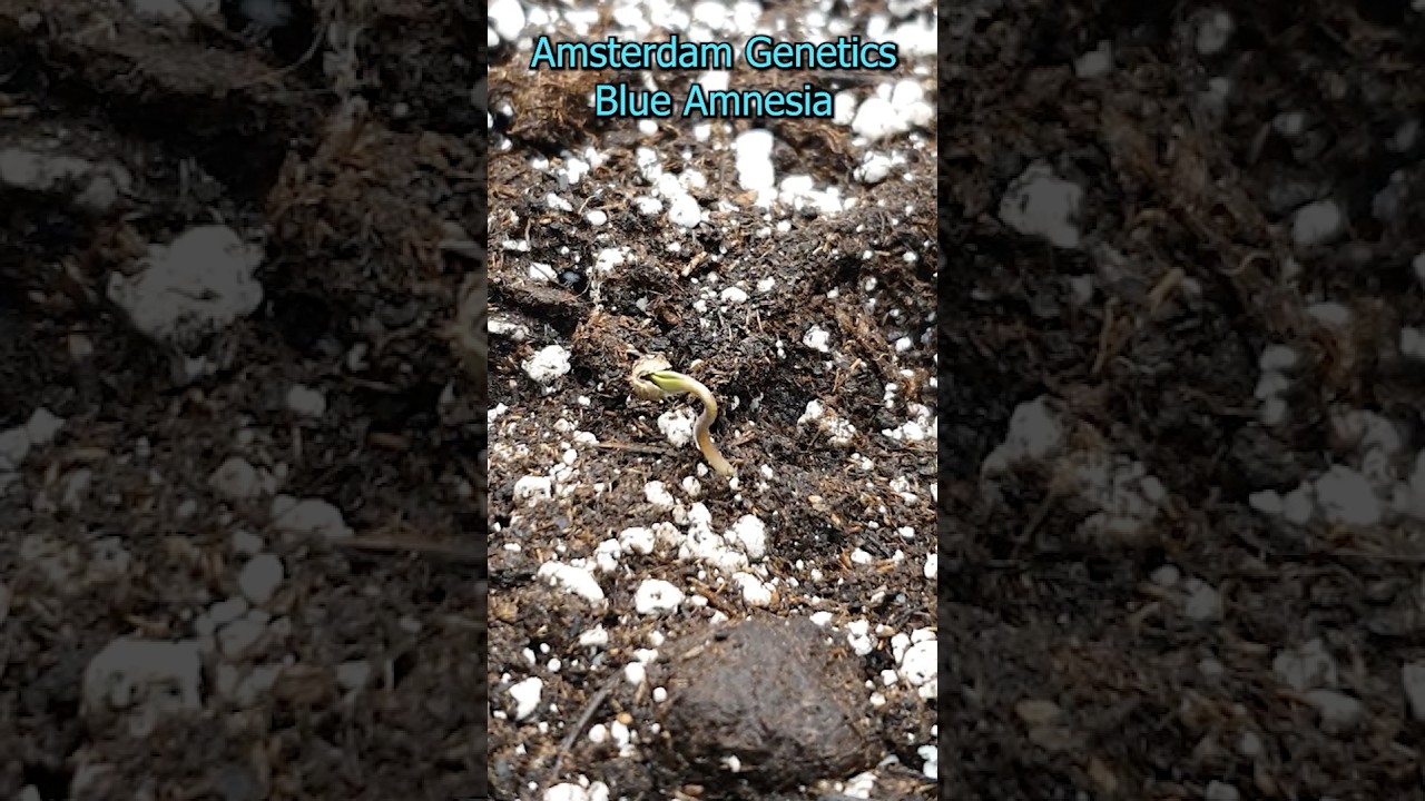 Growing Blue Amnesia Auto 