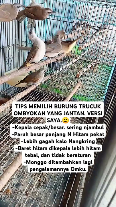 CARA MEMILIH BURUNG TERUCUKAN OMBYOKAN YANG JANTAN🤲 #birds #trucukan #burungtrucuk #shorts