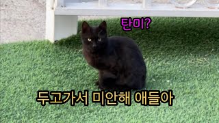 마지막 입양 홍보 …  이래도 안되면??