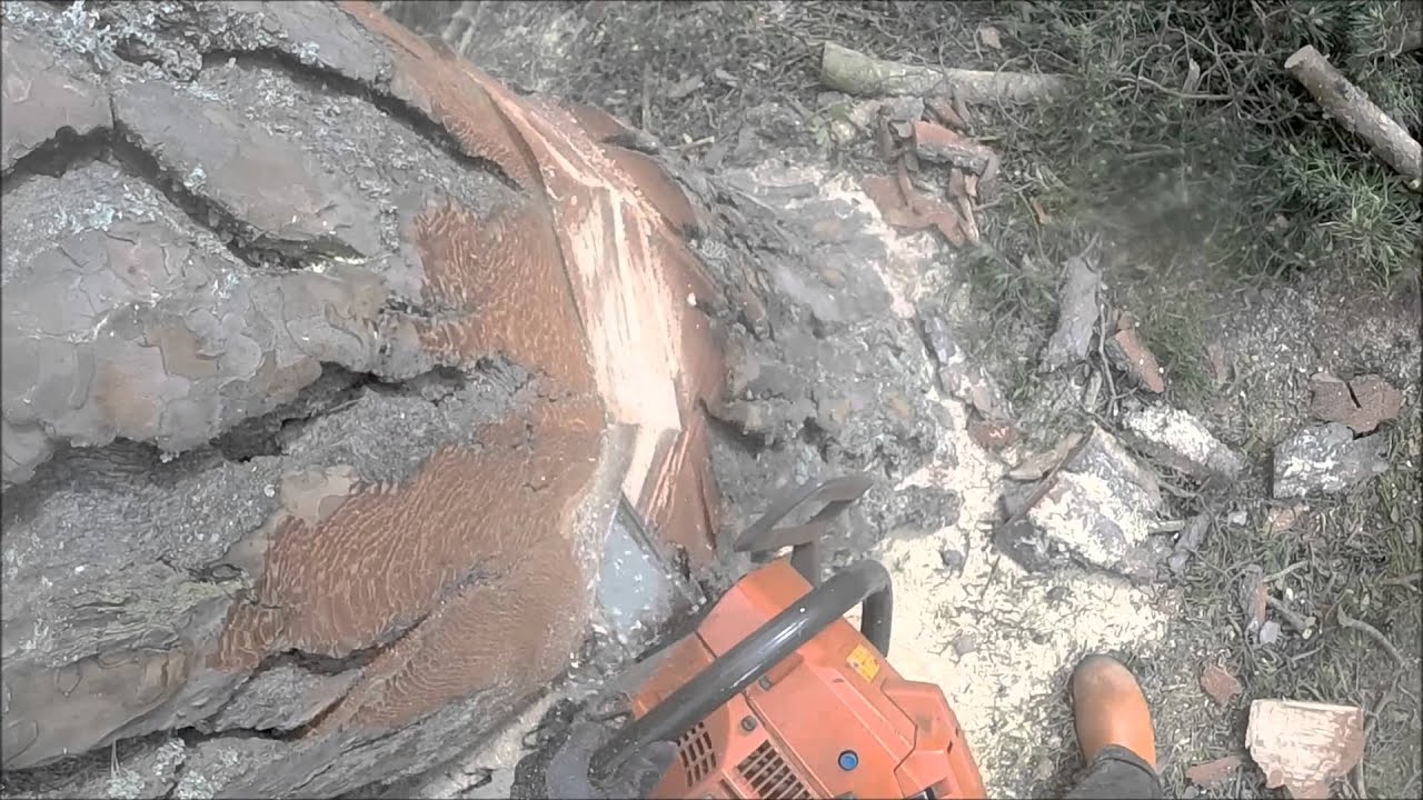 Felling big pine tree with Husqvarna 394XP - YouTube