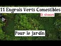 11 plantes comestibles vivaces et engrais verts