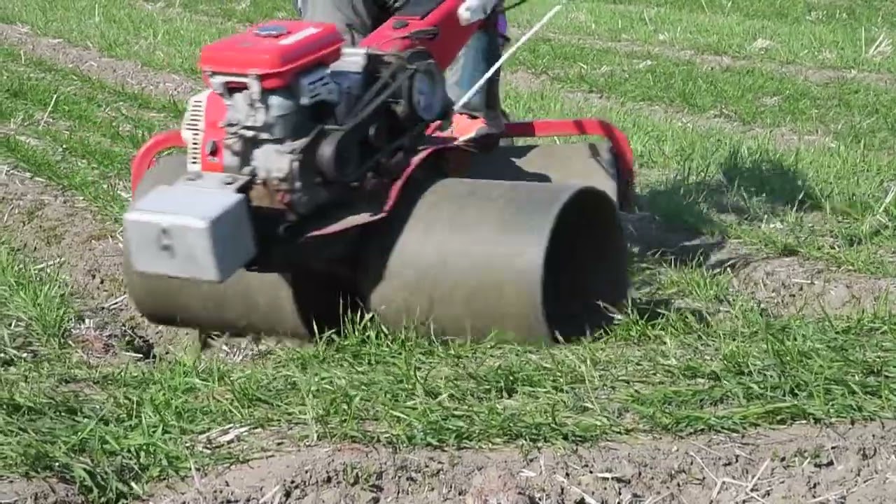 踏まれて強く！佐賀平野で伝統の麦踏み最盛期（2022年2月4日） - YouTube