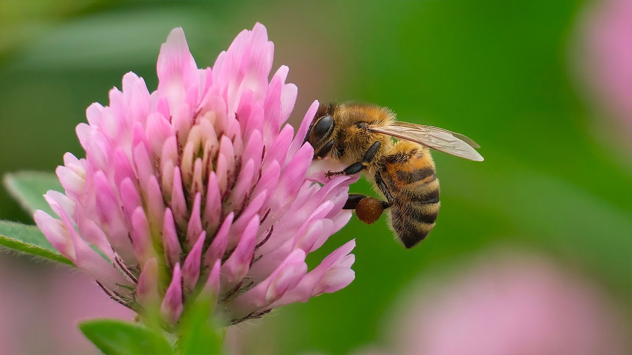 The world's insect population is in decline — and that's bad news for humans