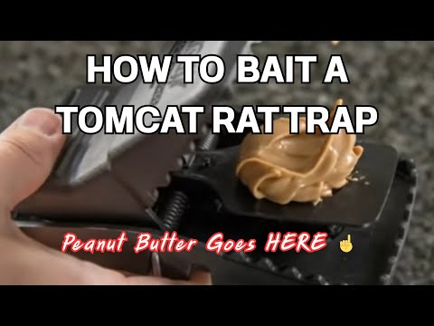 How to Bait a Tomcat Rat Snap Trap (The Right Way Using Peanut Butter!)