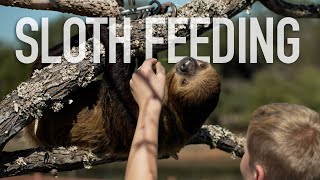 Get up close and personal — with a sloth!