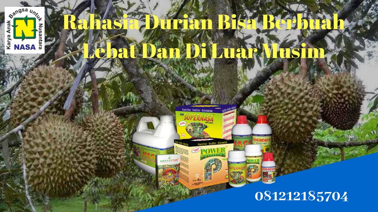 menanam durian