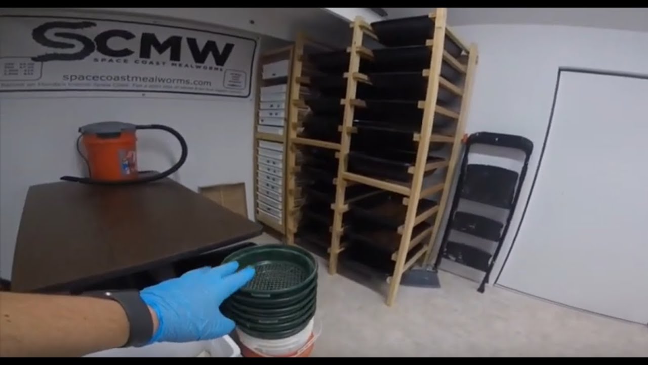 SCMW Mealworm Farm Tour and Weekly Maintenance Routine YouTube