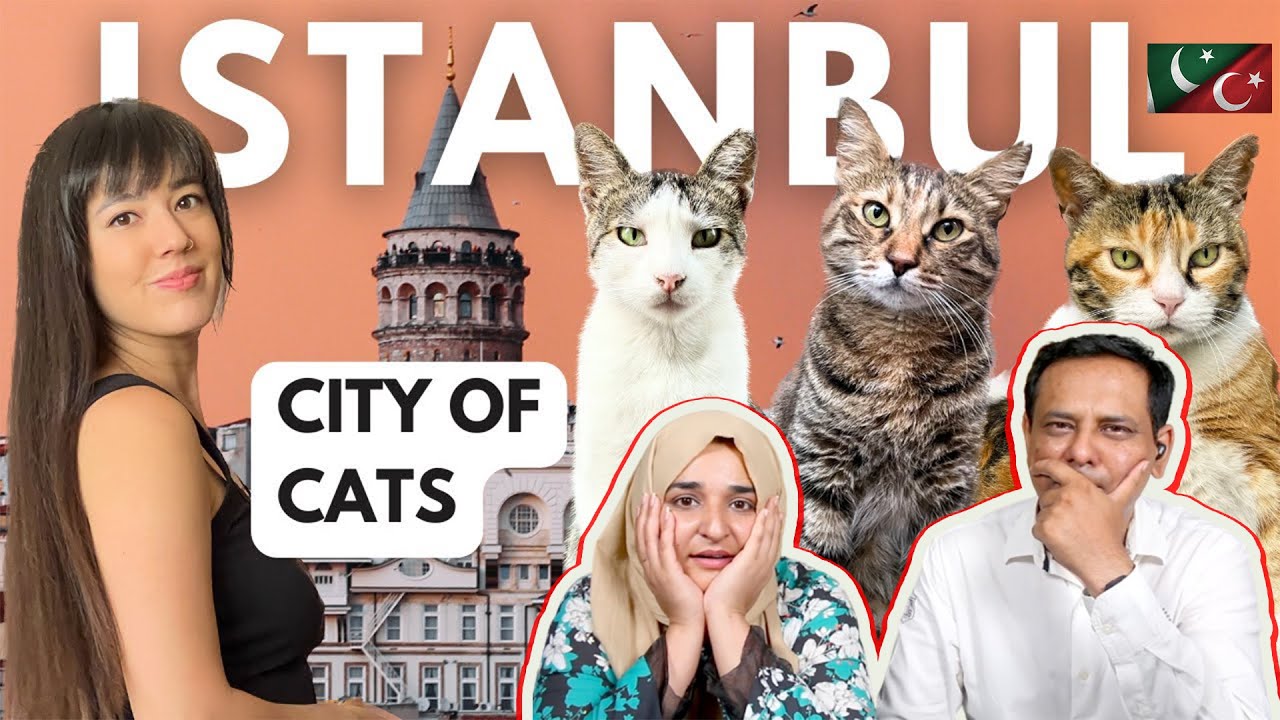 Pakistani Reaction  The Cats  Humans of Istanbul