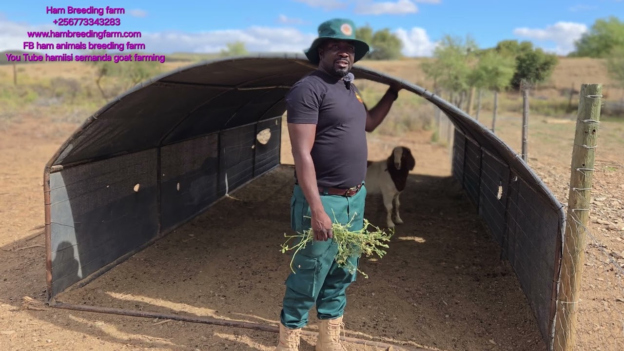 See what south african breeders feed their animals at to attain that huge size