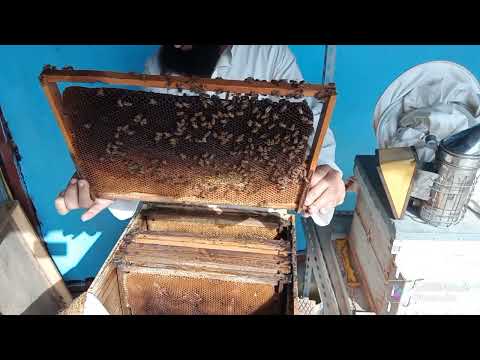 تقرير نجم السماك طالع الوسم الثاني من ربيع الآخر 1444ه